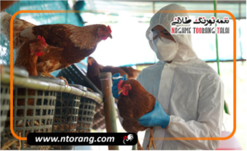 آنفلوانزا فوق حاد پرندگان تهدید جدی برای صنعت طیور